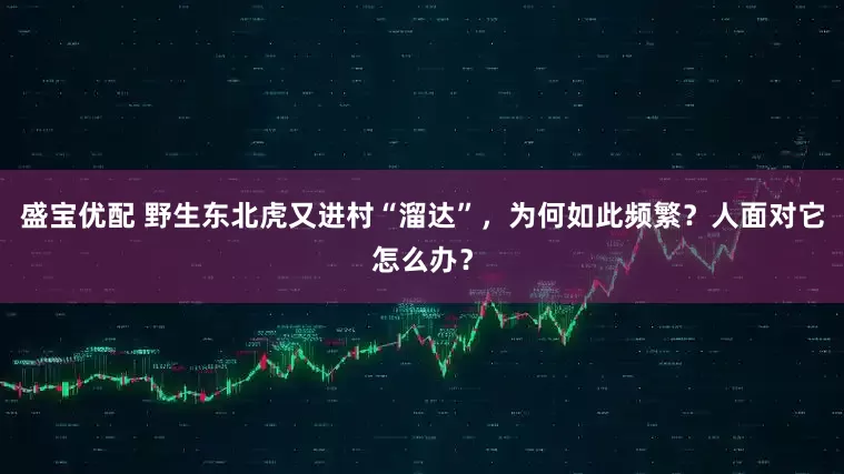 盛宝优配 野生东北虎又进村“溜达”,为何如此频繁?人面对它怎么办?